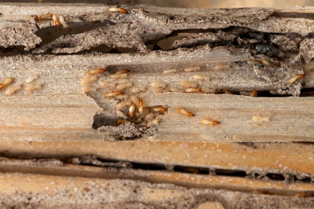 Best Best Pest Control Companies  in Sand Hill, PA